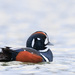 Harlequin Duck - Photo (c) brian stahls, some rights reserved (CC BY-NC), uploaded by brian stahls