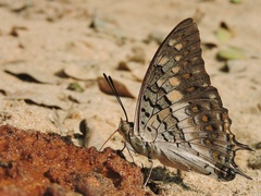 Charaxes solon