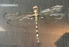 Dythemis nigrescens