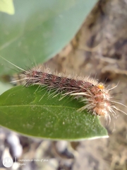 Paracles fusca