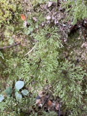 Hymenophyllum multifidum