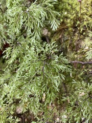 Hymenophyllum multifidum