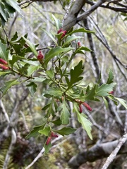 Phyllocladus alpinus