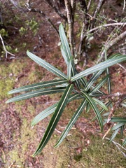 Pseudopanax linearis