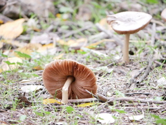 Volvopluteus gloiocephalus