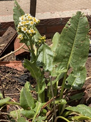 Senecio bonariensis