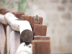 Phoenicurus ochruros