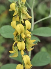 Crotalaria pallida