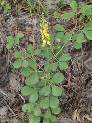 Crotalaria pallida