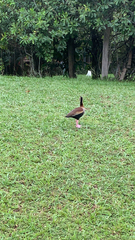 Dendrocygna autumnalis