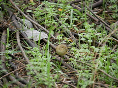 Phylloscopus collybita