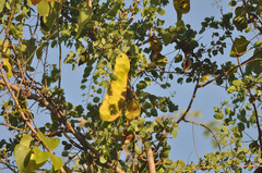 Lysiphyllum cunninghamii