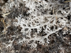 Pulchrocladia retipora