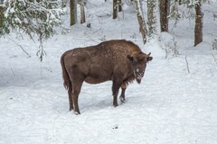Bison bonasus