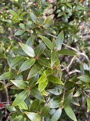 Metrosideros umbellata