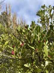 Phyllocladus alpinus