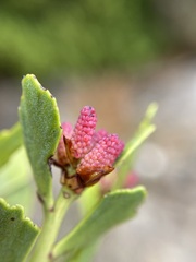 Phyllocladus alpinus