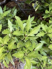 Phyllocladus alpinus