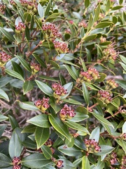 Metrosideros umbellata