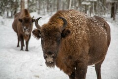 Bison bonasus