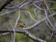 Phylloscopus collybita