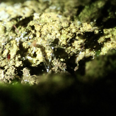 Arachnocampa luminosa
