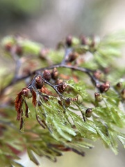 Hymenophyllum multifidum