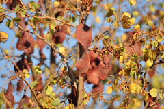 Lysiphyllum cunninghamii
