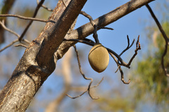 Adansonia gregorii