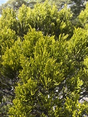 Halocarpus