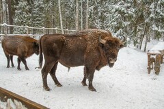 Bison bonasus