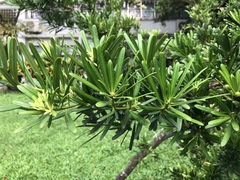 Podocarpus costalis