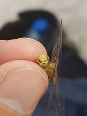 Erythrodiplax fulva