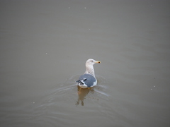 Larus fuscus