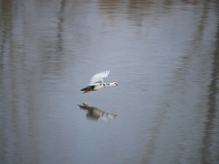 Cairina moschata domestica