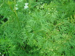 Cenolophium denudatum