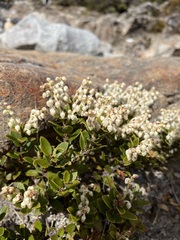 Gaultheria crassa