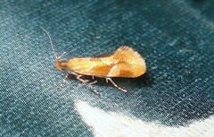 Epicallima formosella