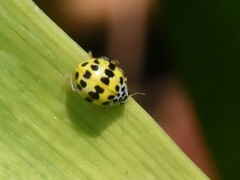 Psyllobora variegata