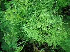 Cenolophium denudatum