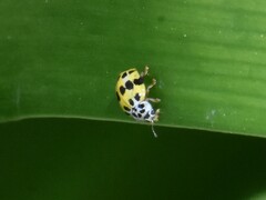 Psyllobora variegata