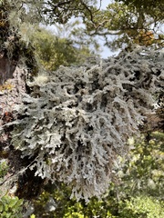 Sphaerophorus stereocauloides
