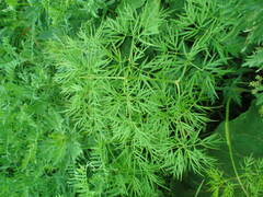 Cenolophium denudatum