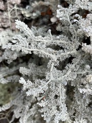 Sphaerophorus stereocauloides