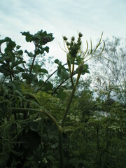 Cenolophium denudatum