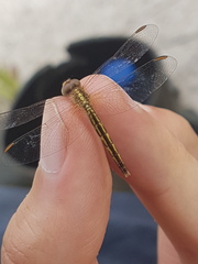 Erythrodiplax fulva