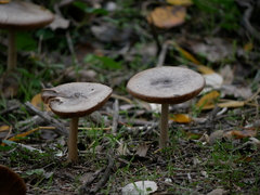 Volvopluteus gloiocephalus