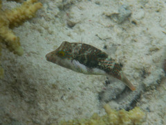 Canthigaster bennetti