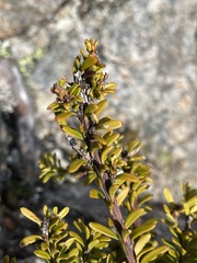 Podocarpus nivalis