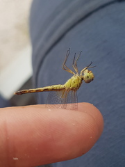 Erythrodiplax fulva